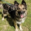 BABORKA sucht Zuhause