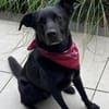 FIETE sucht ein neues Zuhause