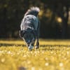 Odin - loyaler Sportler