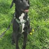 Soziale Auri W 12.24 sucht neues Jagdrev
