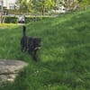 Soziale Auri W 12.24 sucht neues Jagdrev