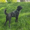 Soziale Auri W 12.24 sucht neues Jagdrev