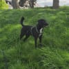 Soziale Auri W 12.24 sucht neues Jagdrev