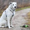 LINNY - zauberhafte Hundeseniorin