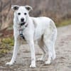 LINNY - zauberhafte Hundeseniorin