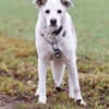 LINNY - zauberhafte Hundeseniorin
