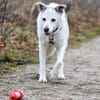 LINNY - zauberhafte Hundeseniorin