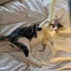Pichon und Melchor sucht Dich