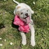 Kleine Tiffy ganz groß