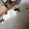 Ida und Nia aus dem Tierschutz