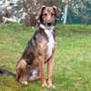 BELKO, toller Kumpel mit viel Potential