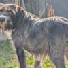 Alani 💗 wartet in 90530 Wendelstein