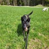 Sanfte Seele Lory sucht ihr Zuhause!