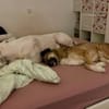 Rey - Königin sucht Hofstaat