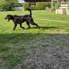 Klein Willis sucht seine Menschen