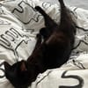 Maja aus dem Tierschutz
