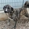 LORENTO -ab Mai auf PS in Recklinghausen
