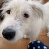 Die süße Dotty wartet auf dich