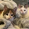 Cleo & Fina 💗 in 67655 Kaiserslautern