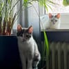 Cleo & Fina 💗 in 67655 Kaiserslautern