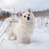 Gino - schüchterner Spitz sucht Zuhause