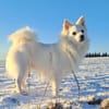 Gino - schüchterner Spitz sucht Zuhause