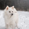 Gino - schüchterner Spitz sucht Zuhause