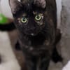 JESSY - kleine Seele die still leidet!