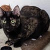 JESSY - kleine Seele die still leidet!