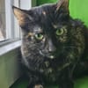 JESSY - kleine Seele die still leidet!