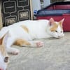 Verspielter Nikos sucht Zuhause