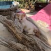 Verspielter Nikos sucht Zuhause