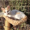 Verspielter Nikos sucht Zuhause