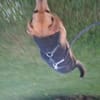 Kleine Hunde suchen ein Zuhause