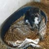 Milo 36 cm (Pflegestelle)