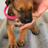 DORA(Maria)