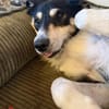 Cuby Border Collie Mischling Rüde
