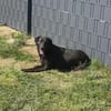 Blacky - Herzensbrecher auf 4 Pfoten