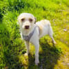 Charmeur Gero sucht eine Familie