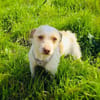 Charmeur Gero sucht eine Familie