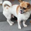 Bruno sucht ein Zuhause