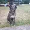 Verschmuster Murphy sucht ein Zuhause