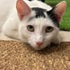 Ying ein lustiger gechillter Kater