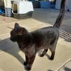 Coco sucht ihren Menschen