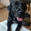 Nox sucht sein Zuhause