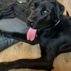 Nox sucht sein Zuhause