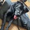 Nox sucht sein Zuhause