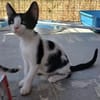 Kleine Two Spot sucht Zuhause!