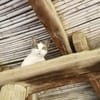 Sonnenschein Mina sucht Zuhause