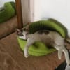 Sonnenschein Mina sucht Zuhause